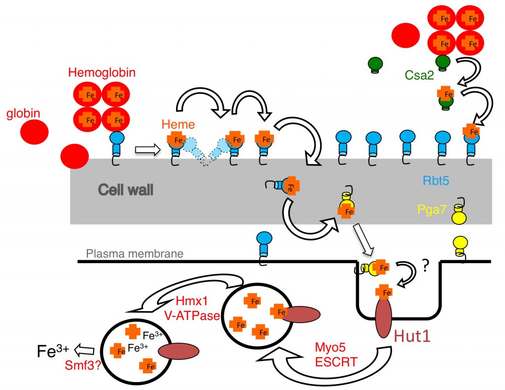 Schematic model of the CFEm protein-based pathway of heme-iron acquisition and internalization into the fungal cell.