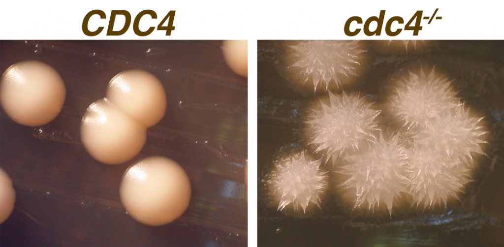 Cdc4 colony phenotype