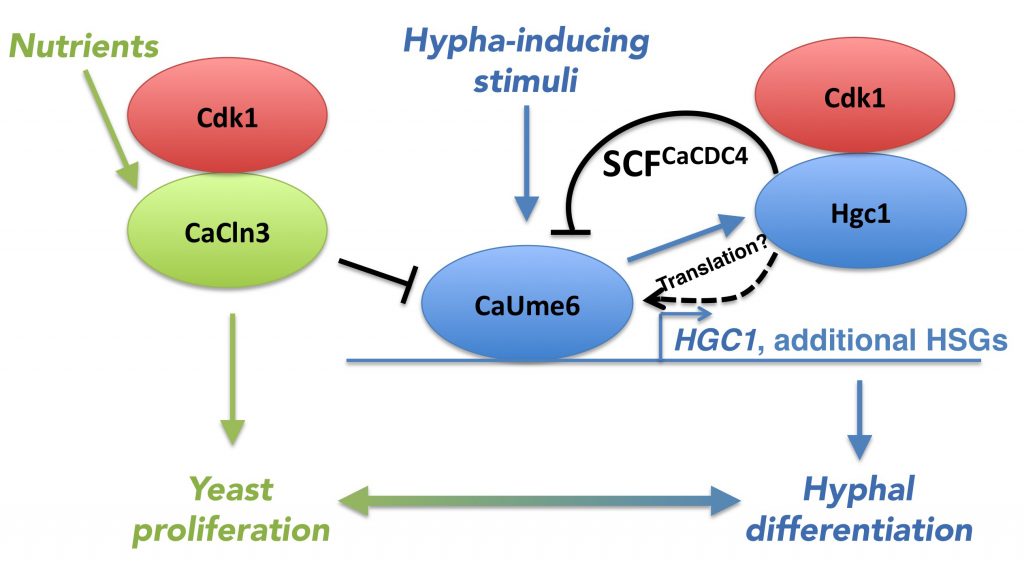 Right hand side, blue color: CaUme6 induces HGC1 alongside additional hypha-specific genes (HSGs), and Hgc1 together with Cdk1 induces SCFCaCDC4-mediated degradation of CaUme6. Left hand side, green color: the inducer of proliferation CaCln3 is activated by nutrients and represses the activity of CaUme6 and thus hypha formation. Black: negative regulations of CaUme6 