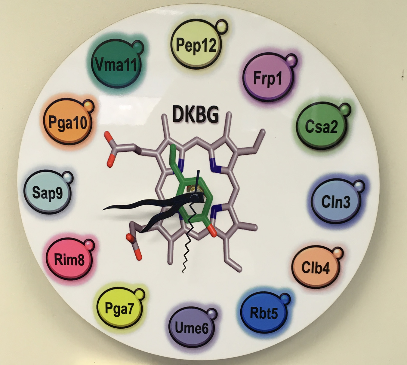 Clock with gene names for hours